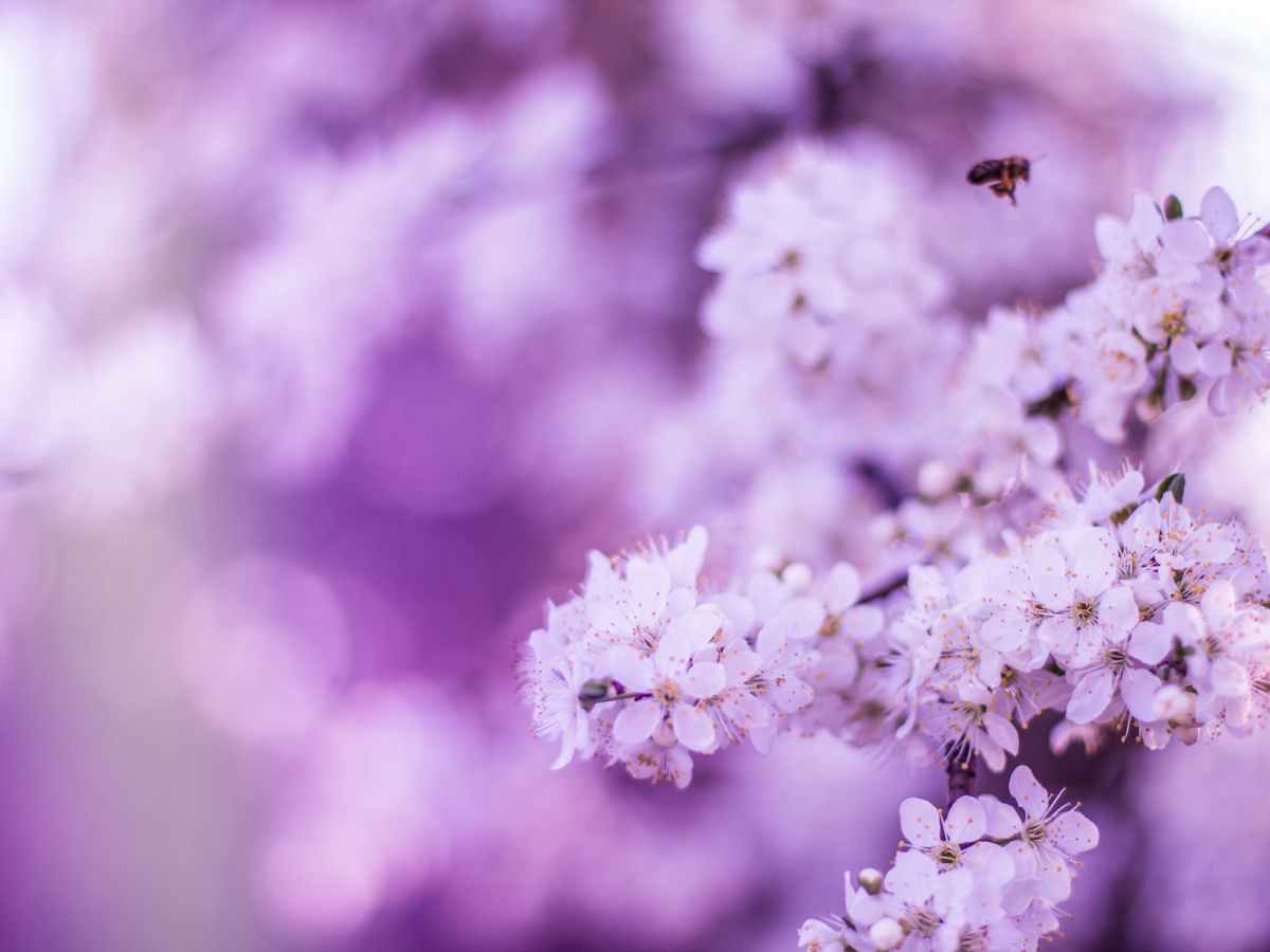 Purpose of Life by Zakir&nbsp;Naik